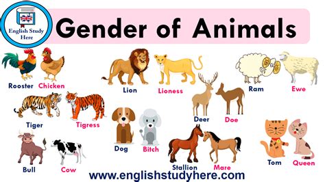 Gender Of Animals English Study Here