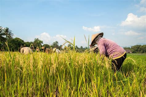 Farmers Harvesting Rice Madagascar Editorial Stock Image Image Of