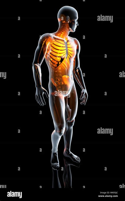 D Rendered Anatomy Illustration Of A Male Human Body With The Skeleton