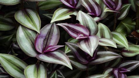 Conhe A O Lambari Roxo Tradescantia Zebrina E Descubra O Perigo Em