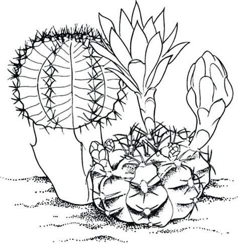 Sonoran Desert Coloring Pages Coloring Pages