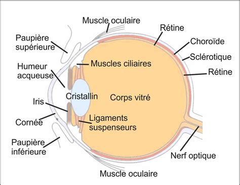 Anatomie De L Oeil