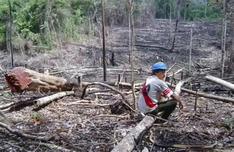 Modificatoria De La Ley Forestal Vulnera La Gobernanza De Las