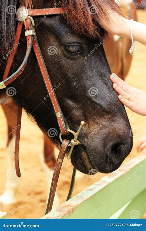 Cara Del Caballo Imágenes De Archivo Libres De Regalías Imagen 25077249