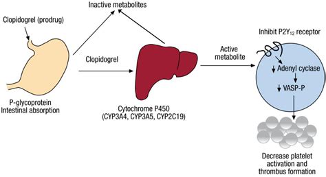 Jpm Free Full Text Pharmacogenomic Impact Of Cyp C Variation On