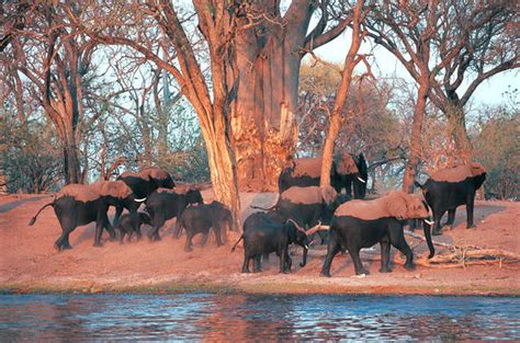 Chobe River Journey Botswana Travel Guide