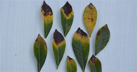 Yellow Leaves On Trees In Summer Back Gardener