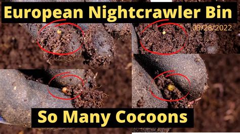 European Nightcrawlers ENC So Many Cocoon 03 28 2022 YouTube