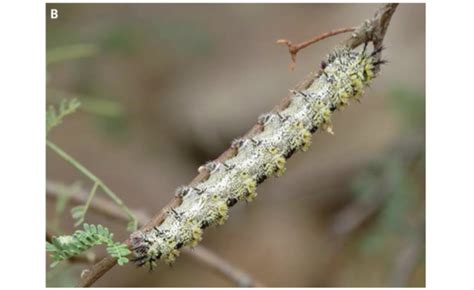 Skin Crawling Experience Caterpillar Gives Woman Hives Live Science