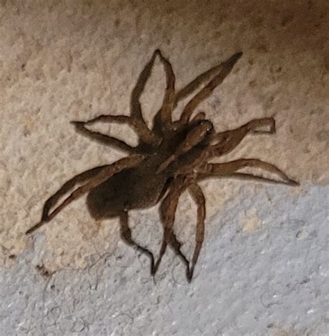 Unidentified spider in Toronto, Ontario Canada