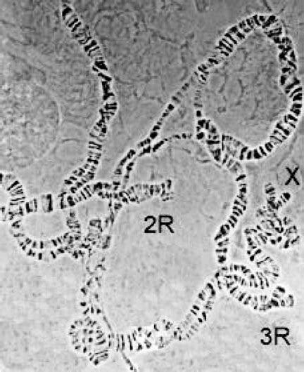 Polytene Chromosomes Of A Female Hybrid Obtained After Crossing A D