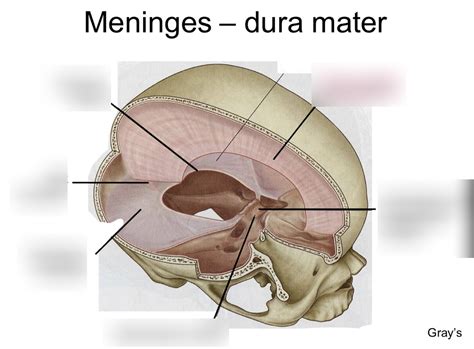 Cranial Cavity Diagrams Diagram Quizlet Hot Sex Picture