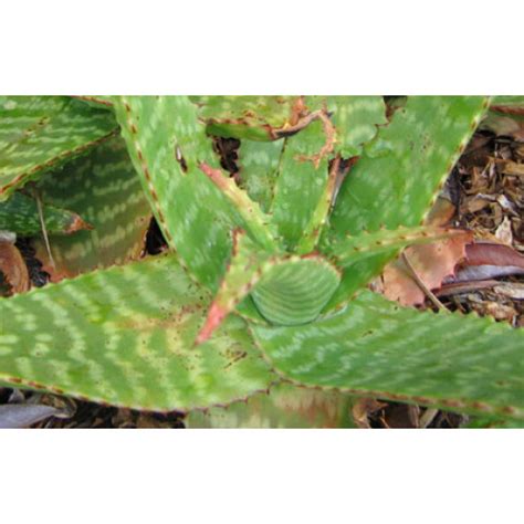 Aloe Maculata Saponaria