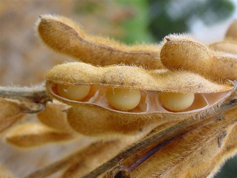 Aprosoja MT realiza simpósio sobre fertilizantes e manejo do solo