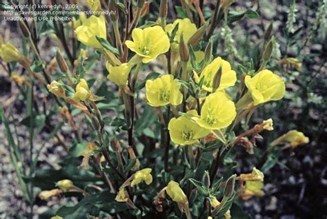 Plantfiles Pictures Oenothera Species Hairy Evening Primrose Yellow