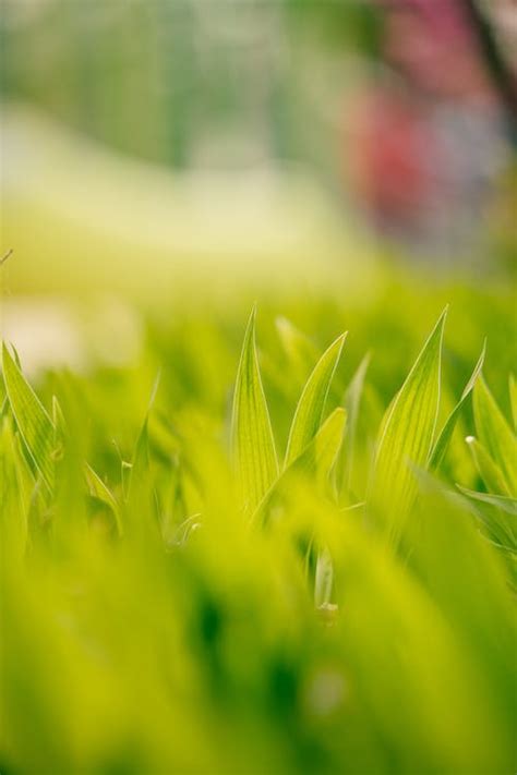 Close up of Grass · Free Stock Photo