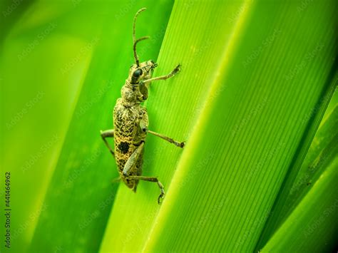 Black Spotted Longhorn Beetle Aka Rhagium Mordax On Leaf Stock Foto