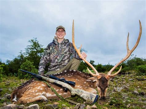 Axis Deer Hunting 60 Species Available To Hunt Ox Ranch