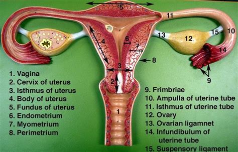 Digestive And Reproductive System Woman Diagram Diagram Di