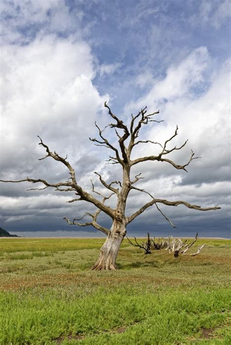 Dead Oak Tree In Saltmarsh Stock Image Image Of Countryside 228678291