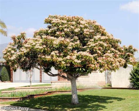 Bronze Loquat Waterwise Garden Planner