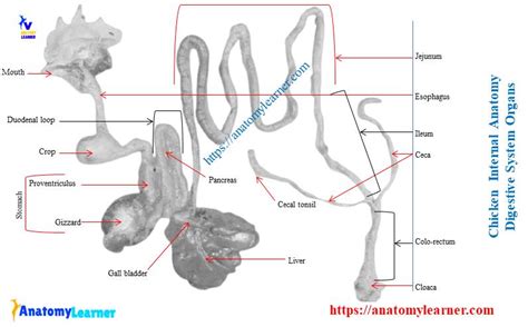 Chicken Anatomy Features Of External And Internal Organs