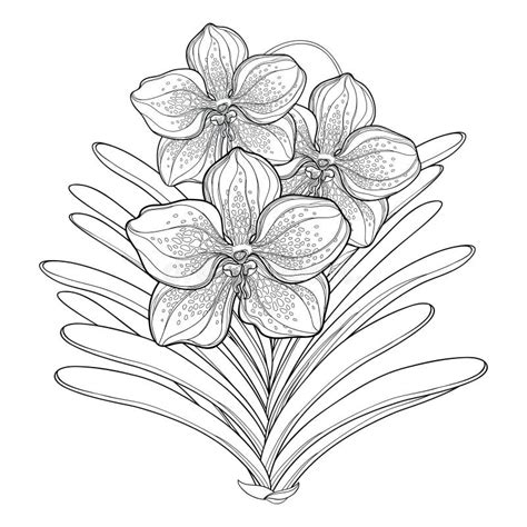 Vector Bouquet With Outline Vanda Orchid Flower And Leaf Isolated On