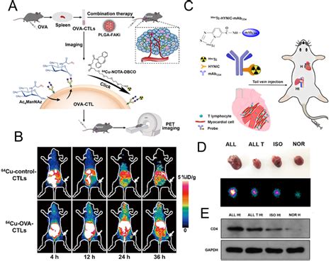 A Schematic Diagram Of The Granzyme B Responsive Imaging Probe For