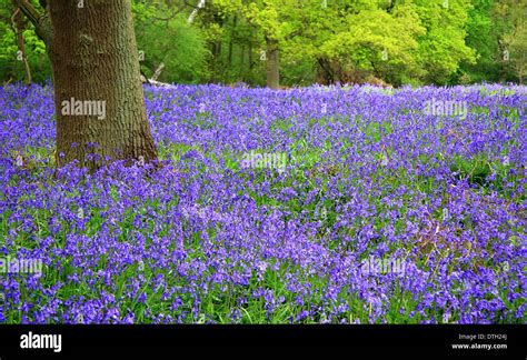 British Native Bluebells Hyacinthoides Non Scripta In A Ancient