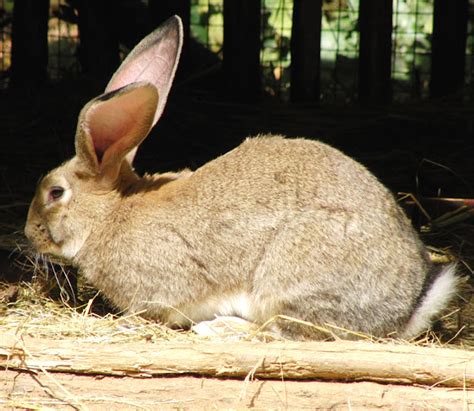 Flemish Giant Rabbit Origin Characteristics Uses