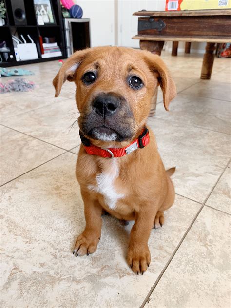 Boxador Puppy In 2020 Boxador Puppies Boxer Lab Mix Puppies Puppies