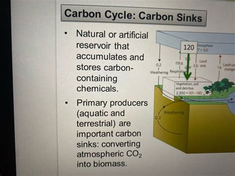 Ecosystem Ecology Flashcards Quizlet