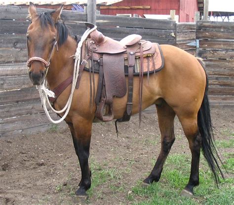 EAGLES NEST RANCH: The Quarterhorse