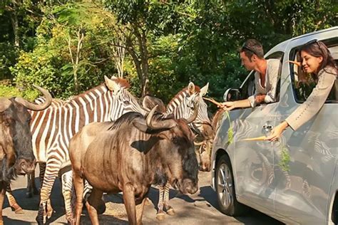 Taman Safari Petualangan Seru Di Habitat Satwa Liar 2024