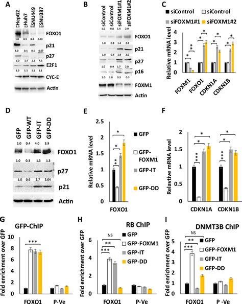 Foxm1 Transcriptionally Represses Foxo1 Expression A Expressions Of