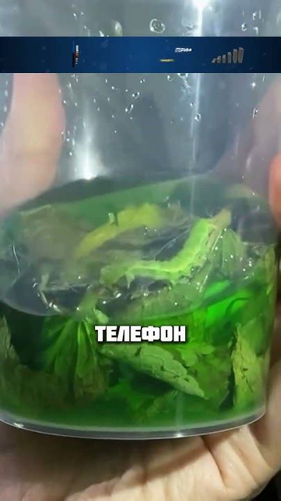 ЛИМОНАД С ГУСЕНИЦЕЙ - YouTube