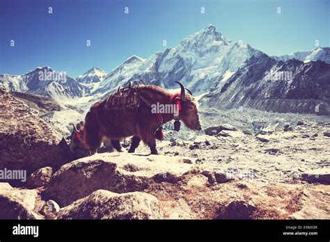 Yak In Nepal Stock Photo Alamy