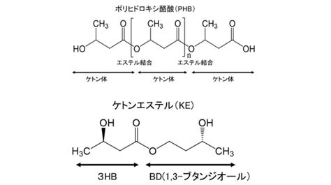 酪酸菌を活性化する次世代プレバイオティクスの論文発表 ⽣理学内分泌学のトップジャーナルに掲載、表紙に採⽤ 東京工科大学応用生物学部