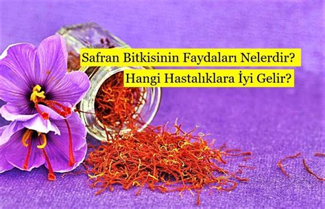 Safran Bitkisinin Faydaları Nelerdir Hangi Hastalıklara İyi Gelir