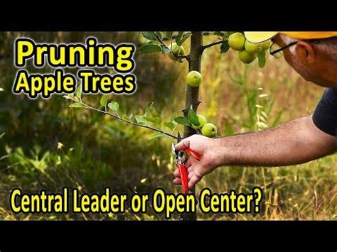 A Man Pruning An Apple Tree With The Words Central Leader Open Center