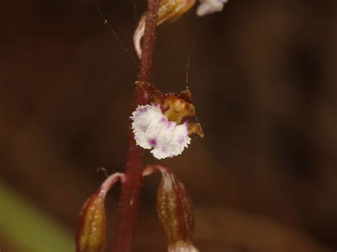 Corallorhiza Odontorhiza Autumn Coralroot Lambton Coun Flickr