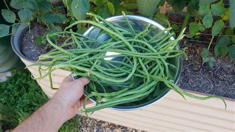 C Mo Cultivar Frijoles Largos En Casa En Contenedores Tecnicas Y