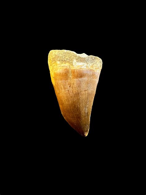 Great Quality Mosasaurus Tooth A Piece Of Prehistoric Majesty Real