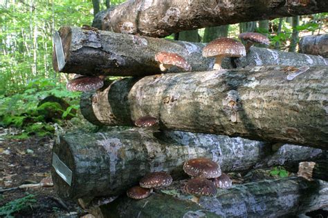 How To Grow Your Own Shiitake Mushrooms