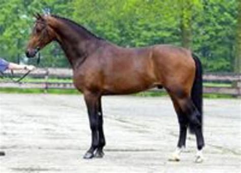 Breed Profile: Dutch Warmblood