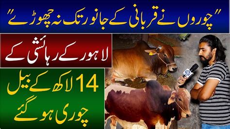 Lakh Ke Janwar Chori Chor Ne Qurbani Ke Janwar Tak Na Chore Daily