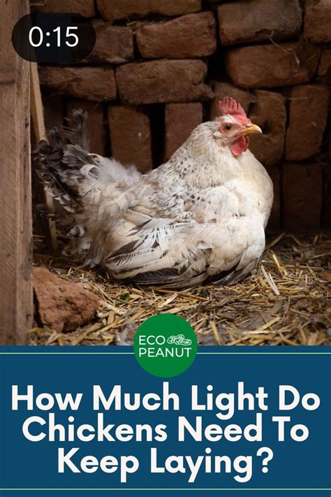 How Much Light Do Chickens Need To Keep Laying Eco Peanut In