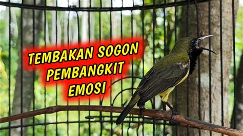 PANCINGAN SOGON GACOR MEMANGGIL LAWAN INI BIKIN SEMUA SOGON AUTO