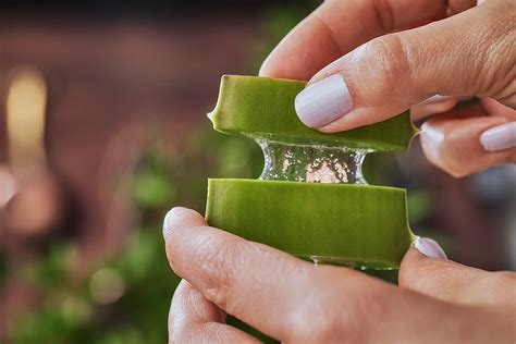 Beneficios Del Aloe Vera Para La Piel