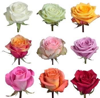 Wholesale Roses by Variety: wholesale Roses Online | Wholesale Roses for Sale